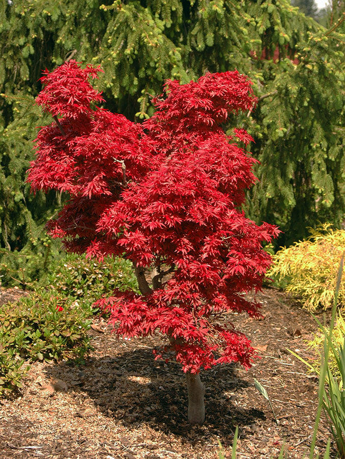 Acer Palmatum 'Shaina' (upright)