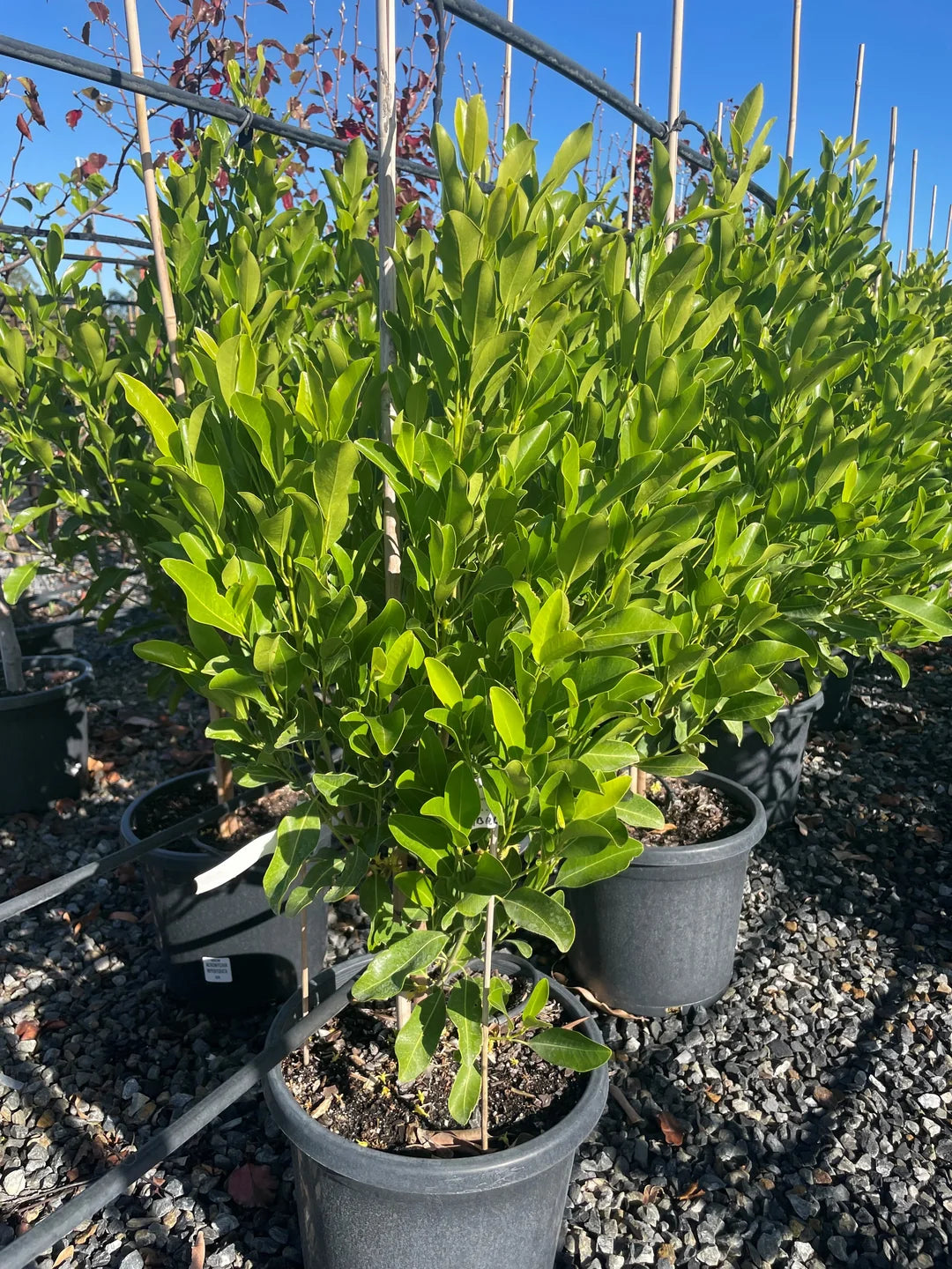Acronychia Imperforata (Fragrant Acronychia / Beach Acronychia)