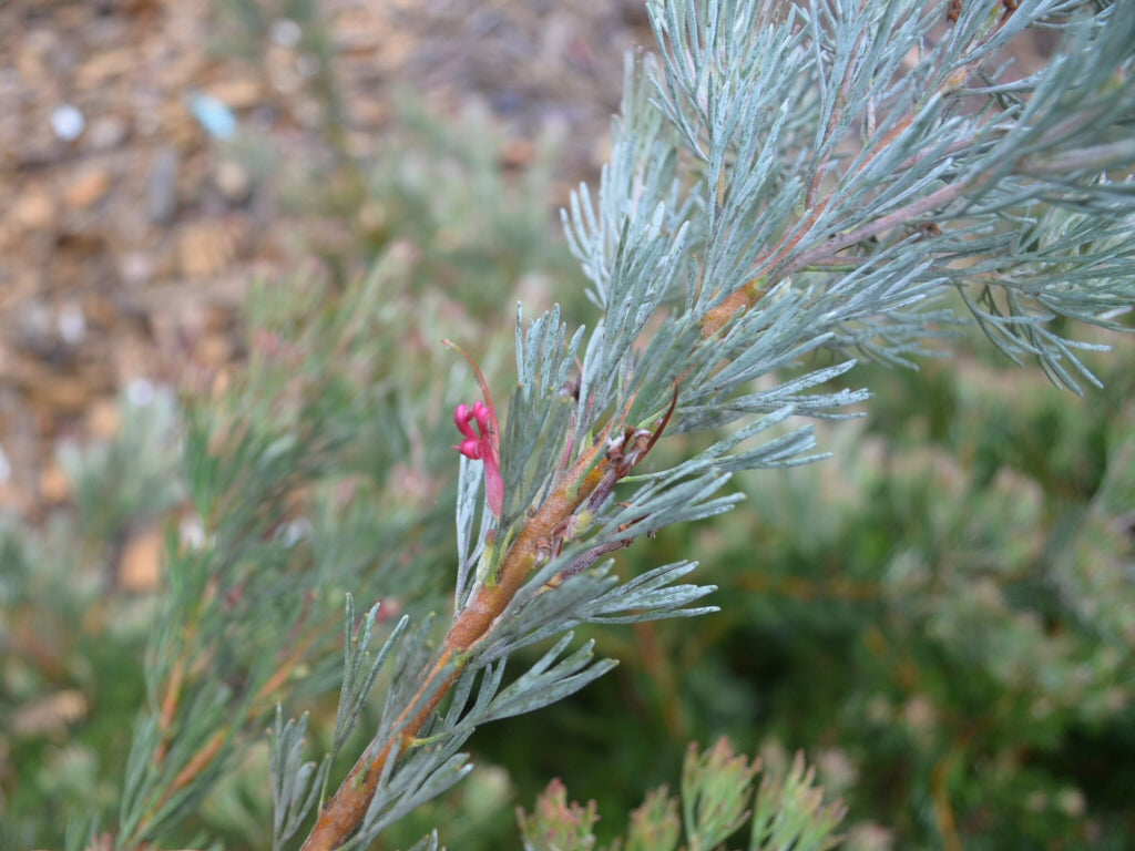 Adenanthos cunninghamii (Albany Woolly Bush)