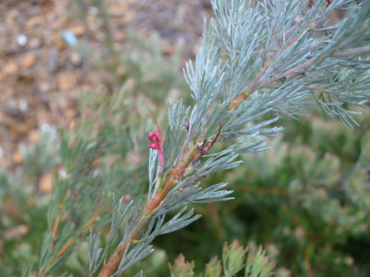 Adenanthos cunninghamii (Albany Woolly Bush)