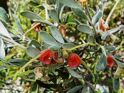 Grevillea arenaria – Native Grevillea