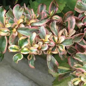 Coprosma repens ‘Pink Splendour’