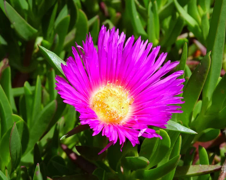 Carpobrotus Rossii Pink Passion (Pigface)