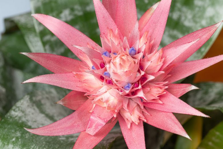 Aechmea fasciata ‘Pink Vase’ (Urn Plant)