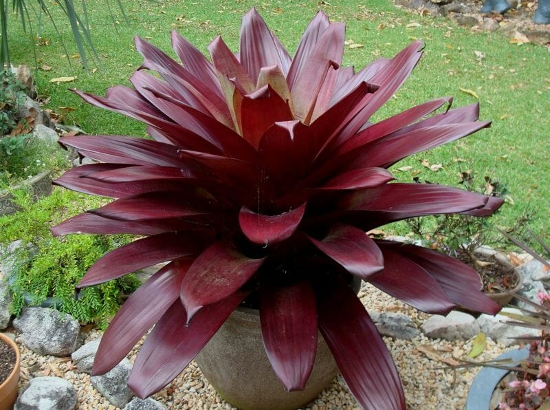 Alcantarea Imperialis 'Divine Plum' (Divine Plum Bromeliad)