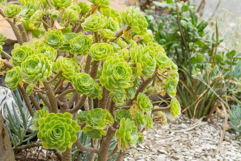 Aeonium arboreum (Green Tree Aeonium)