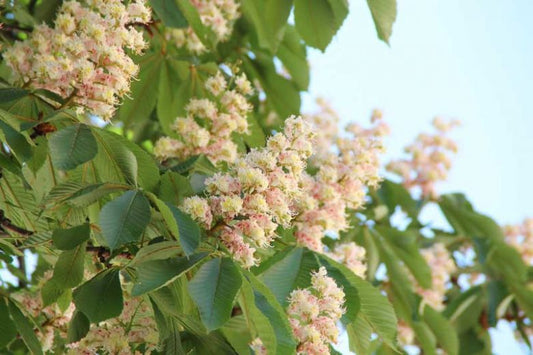 Aesculus hippocastanum (Horse Chestnut)