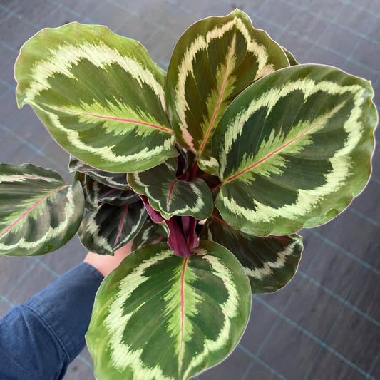 Calathea medallion (Medallion)
