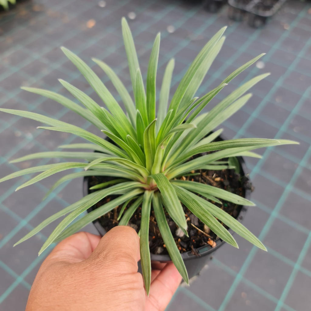 Stylidium ‘Pinkasaurus’ (Trigger Grass)