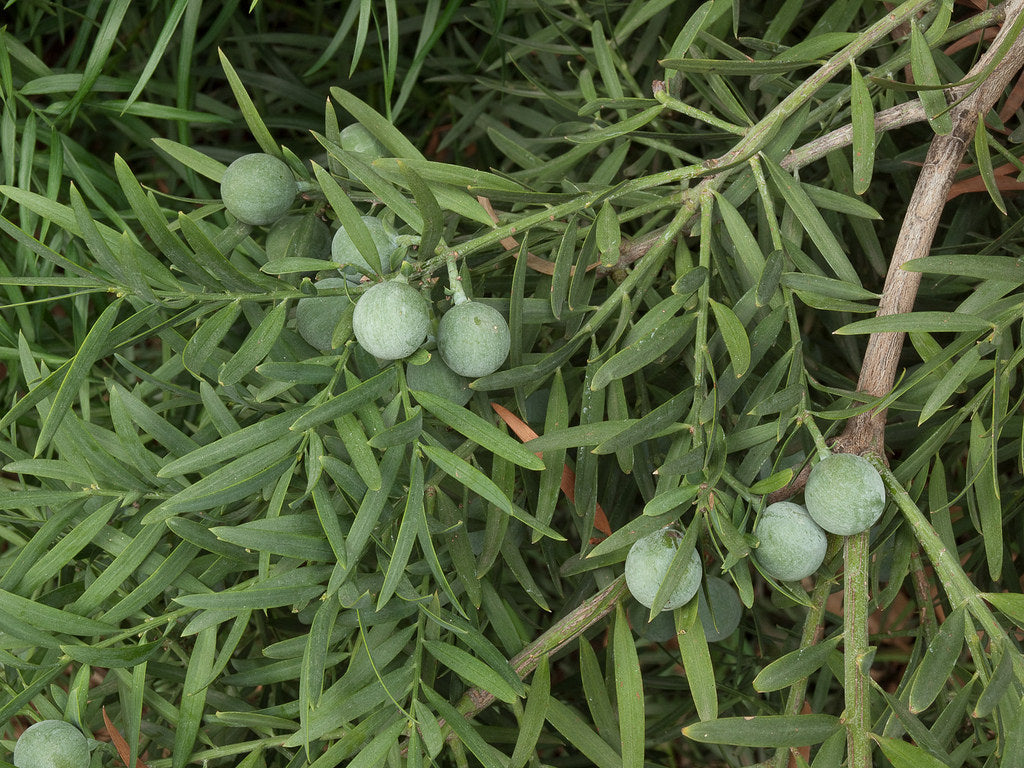 Afrocarpus Usambarensis (Podocarpus)