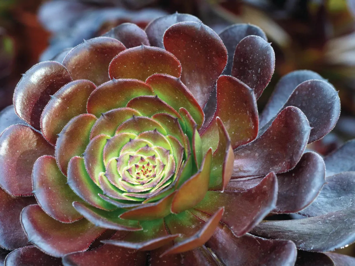 Aeonium ‘Magnum’