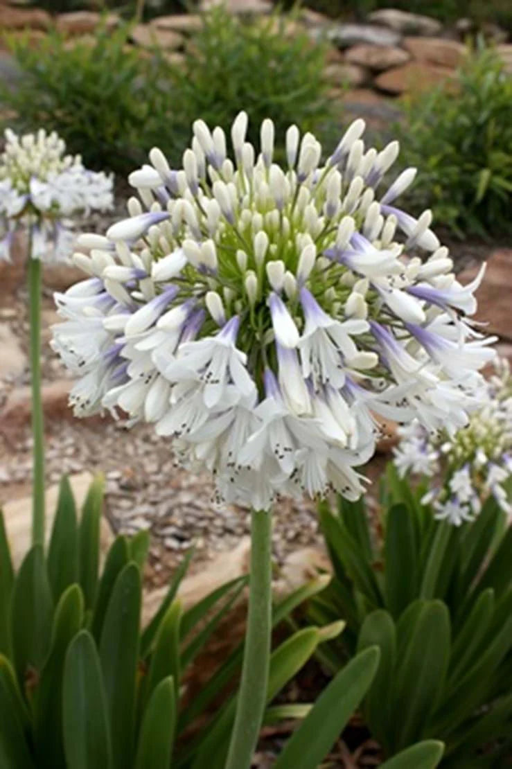 Agapanthus Orientalis (Cloudy Days)