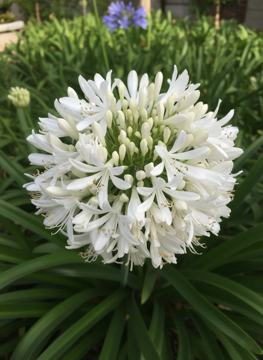 Agapanthus orientalis 'White' (White Lily of the Nile)