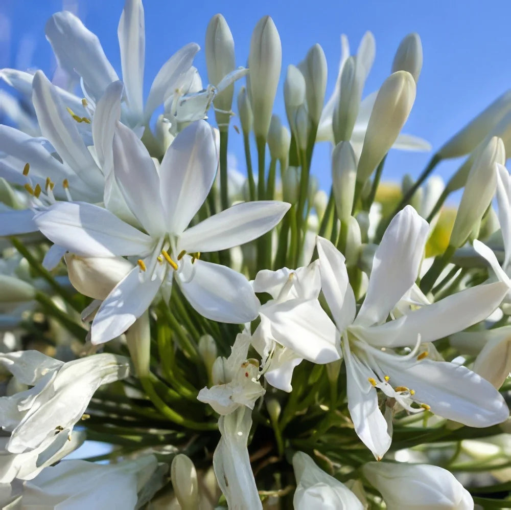 Agapanthus ‘Silver Baby’ (Silver Baby Lily of the Nile)