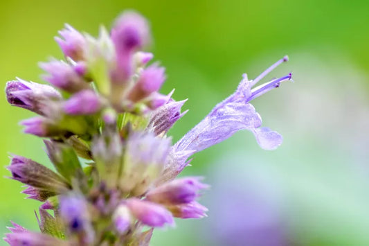 Agastache ‘My Summer Garden Berry’ (Giant Hyssop / Hummingbird Mint)