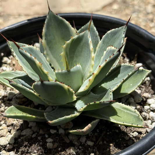 Agave potatorum ‘Kichiokan’ Variegated (Variegated Butterfly Agave)