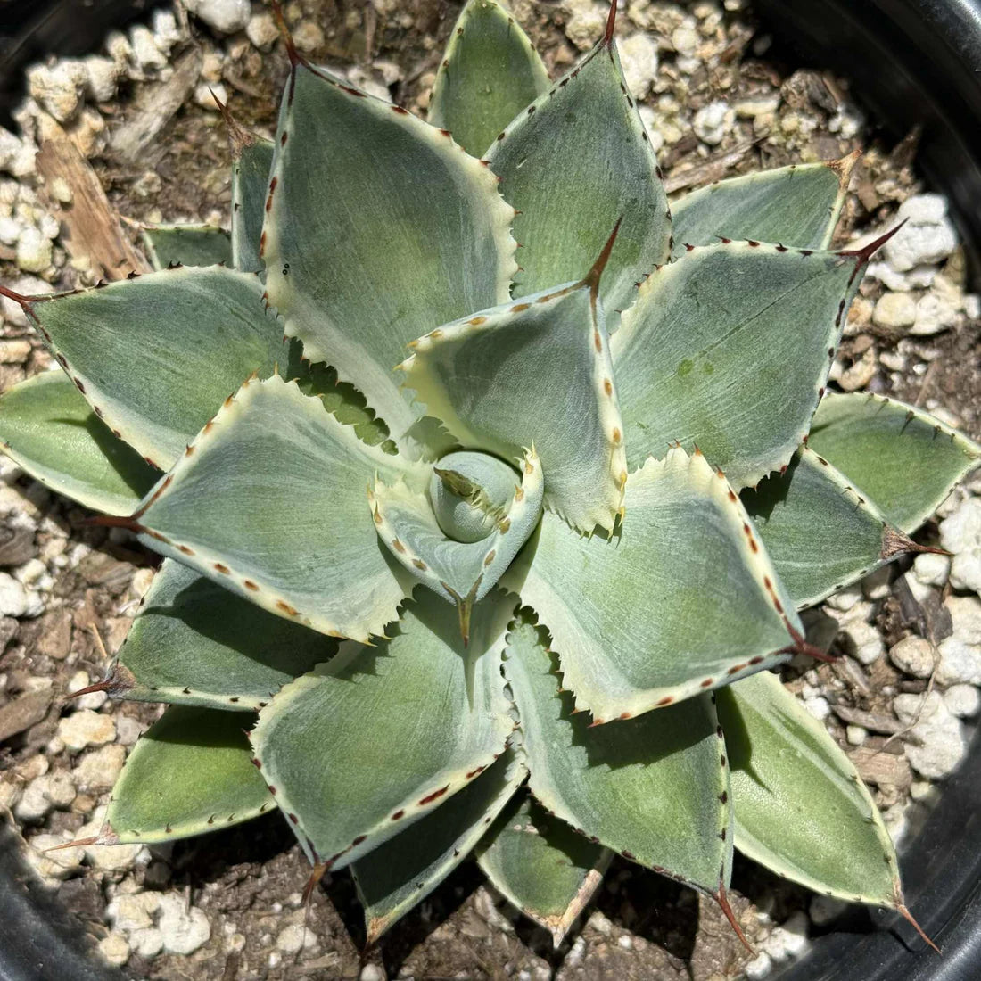 Agave potatorum ‘Kichiokan’ Variegated (Variegated Butterfly Agave)