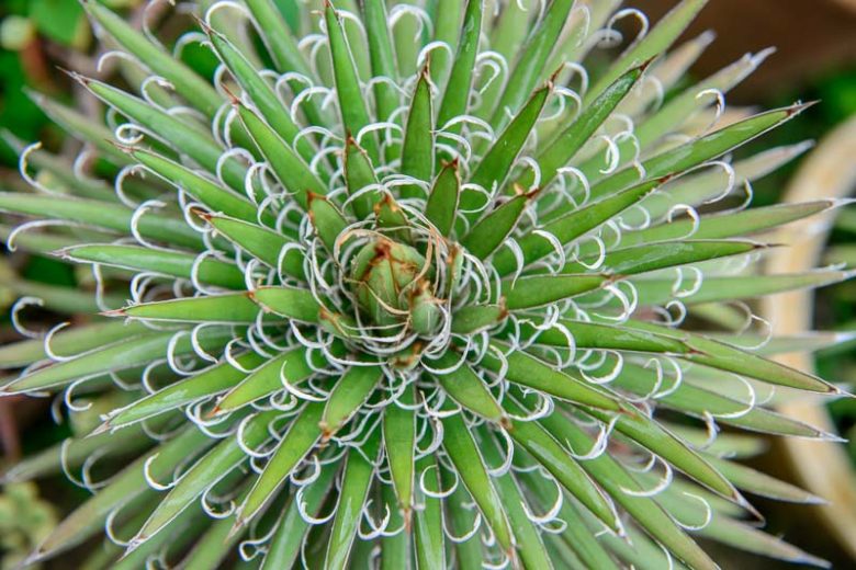 Agave filifera (Thread Agave)
