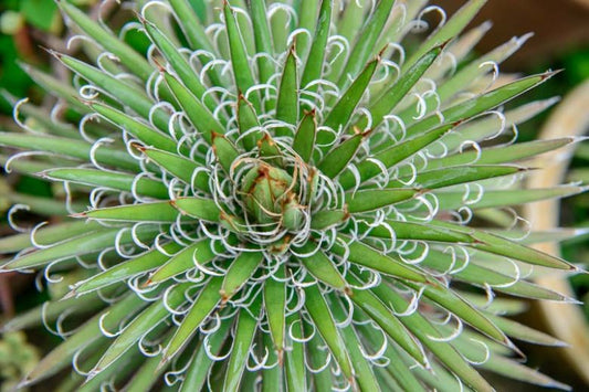 Agave filifera (Thread Agave)