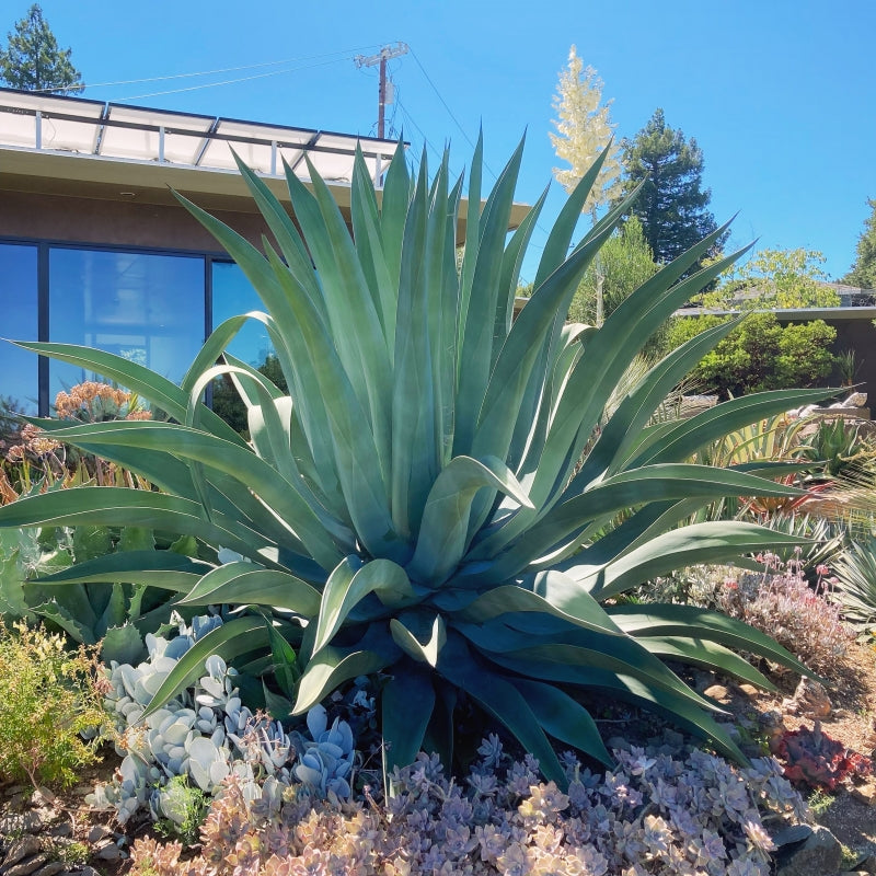 Agave Weberi (Weber’s Agave)