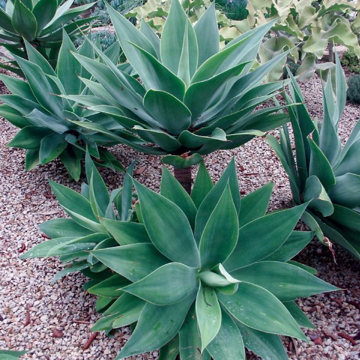 Agave Attenuata (Foxtail Agave)