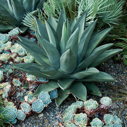 Agave 'Sharkskin' (Sharkskin Agave)
