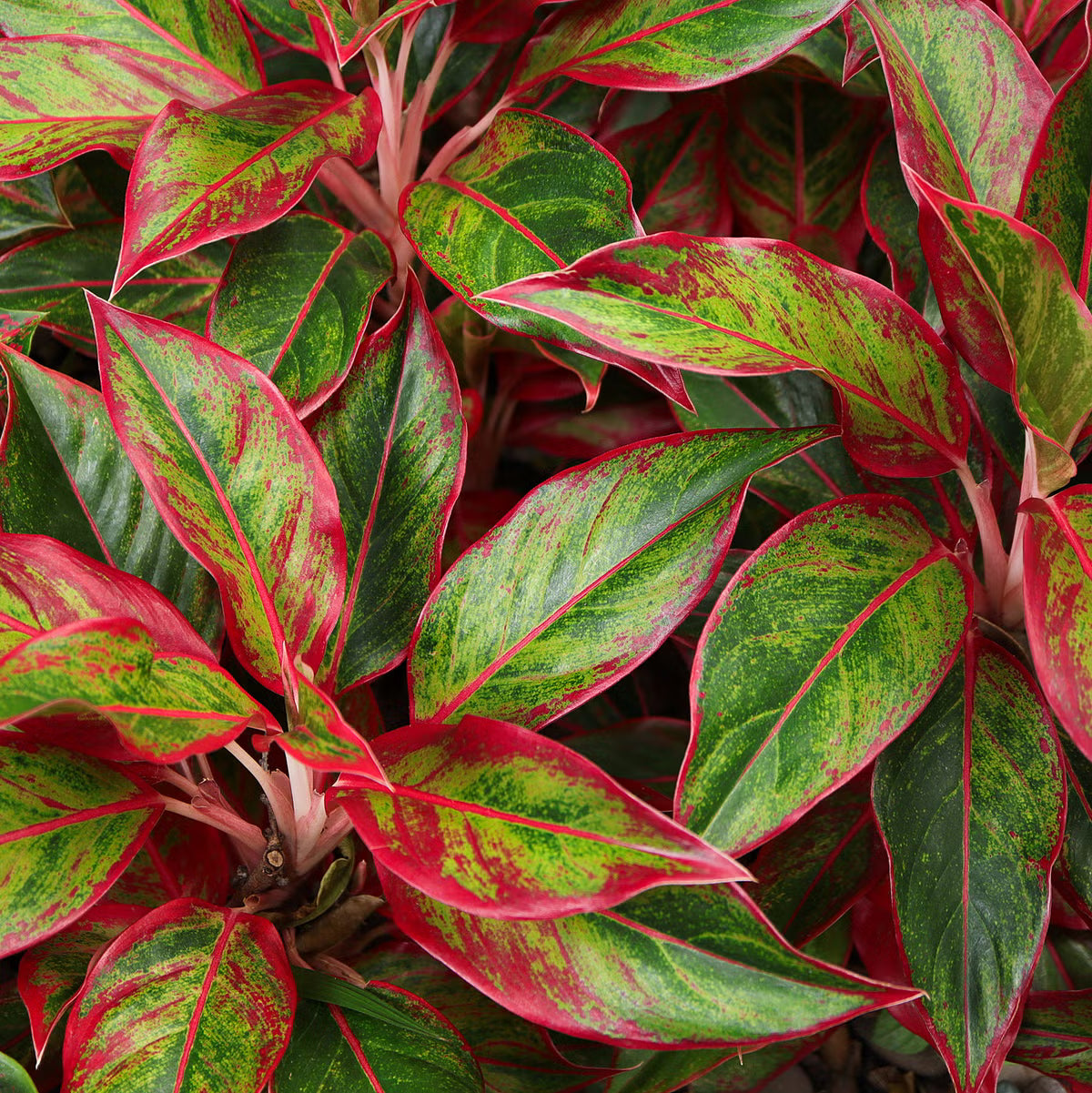 Aglaonema spp. (Assorted Chinese Evergreen)