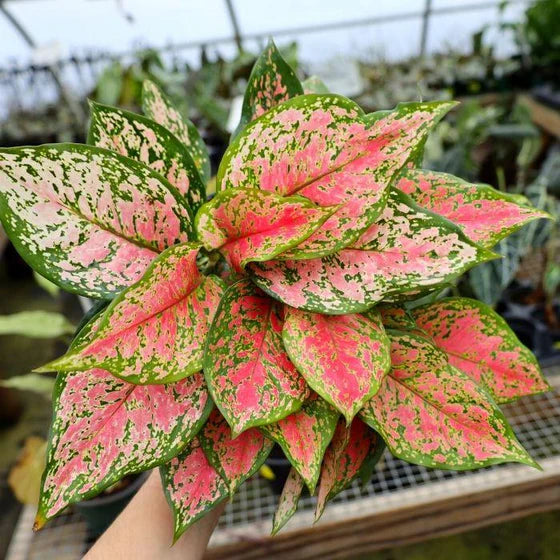 Aglaonema ‘Crimson Valentine’ (Chinese Evergreen)