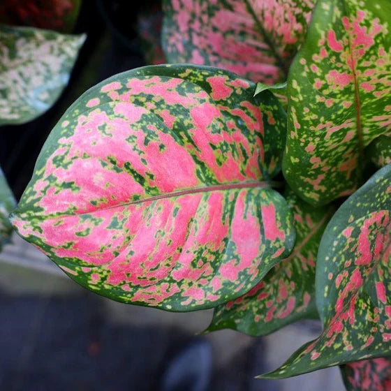 Aglaonema ‘Crimson Valentine’ (Chinese Evergreen)
