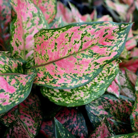 Aglaonema ‘Crimson Valentine’ (Chinese Evergreen)