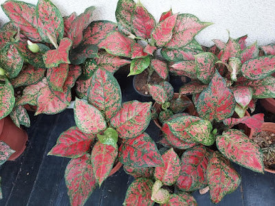 Aglaonema ‘Favonian’ (Chinese Evergreen)