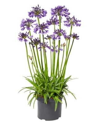 Agapanthus hybrid ‘Poppin Purple’ – Lily of the Nile