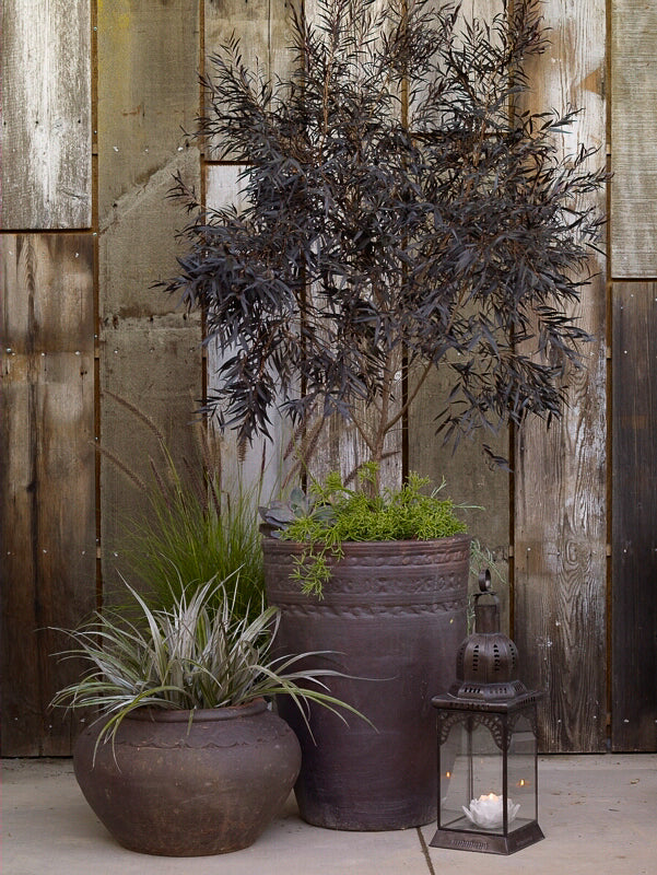 Agonis Flexuosa ‘After Dark’ (Black Willow Myrtle)