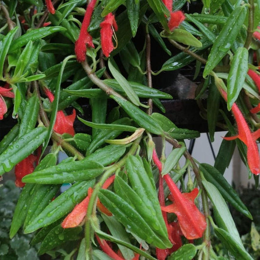 Columnea Hirta (Hairy Goldfish Plant)
