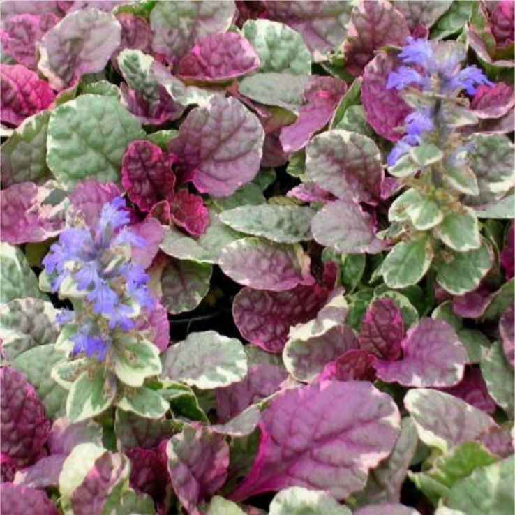 Ajuga Reptans ‘Burgundy Glow’ (Bugle ‘Burgundy Glow’)
