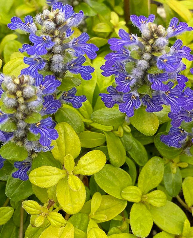 Ajuga reptans ‘Feathered Friends™ Cordial Canary’ (Bugleweed)