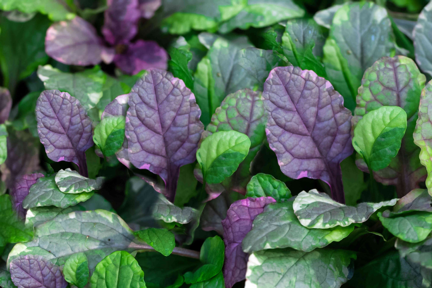 Ajuga Reptans (Bugleweed)