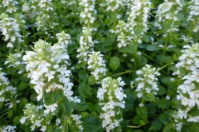 Ajuga reptans 'White Elf' (White Elf Bugleweed)
