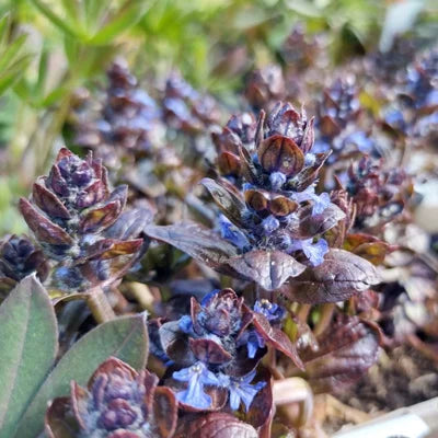 Ajuga Reptans ‘Braunherz’ (Bugle ‘Braunherz’)
