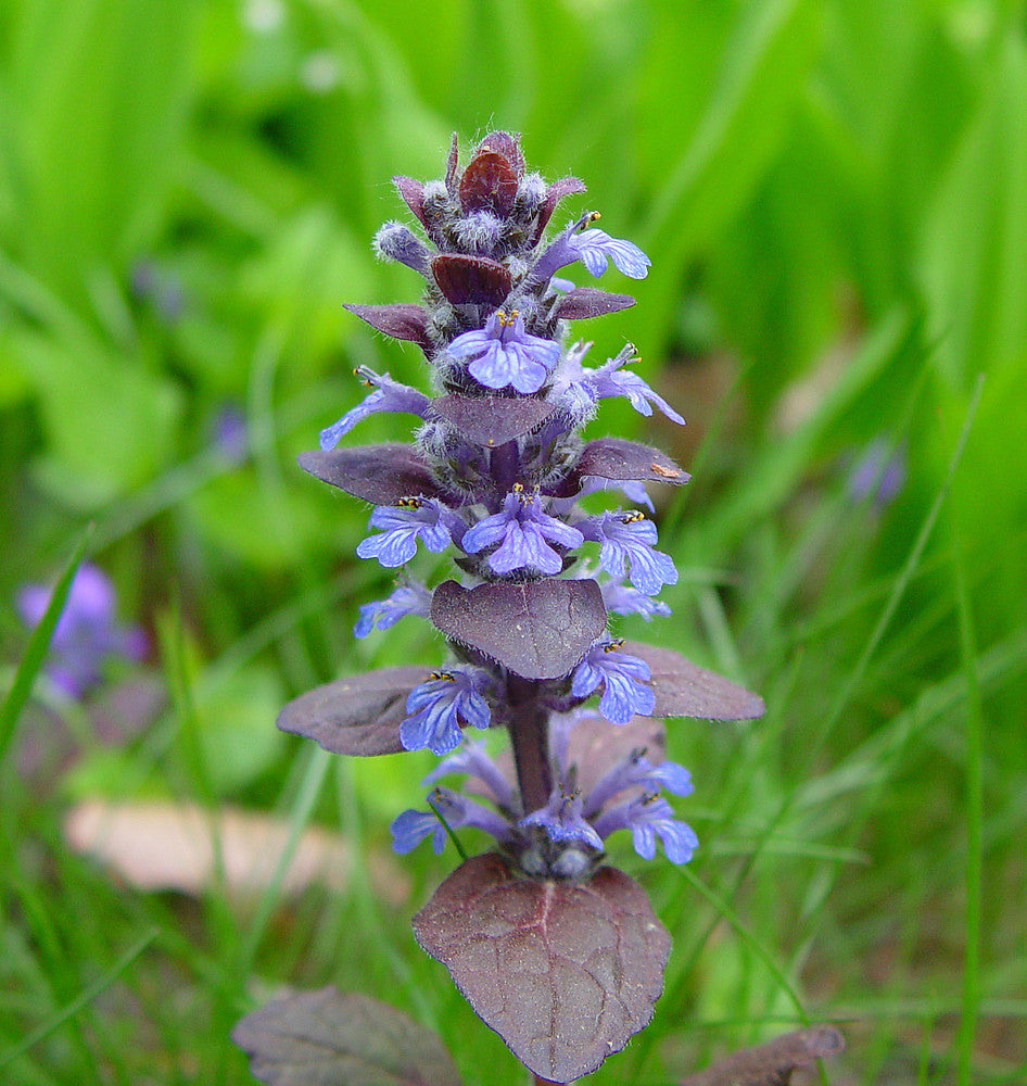 Ajuga Reptans (Bugleweed)