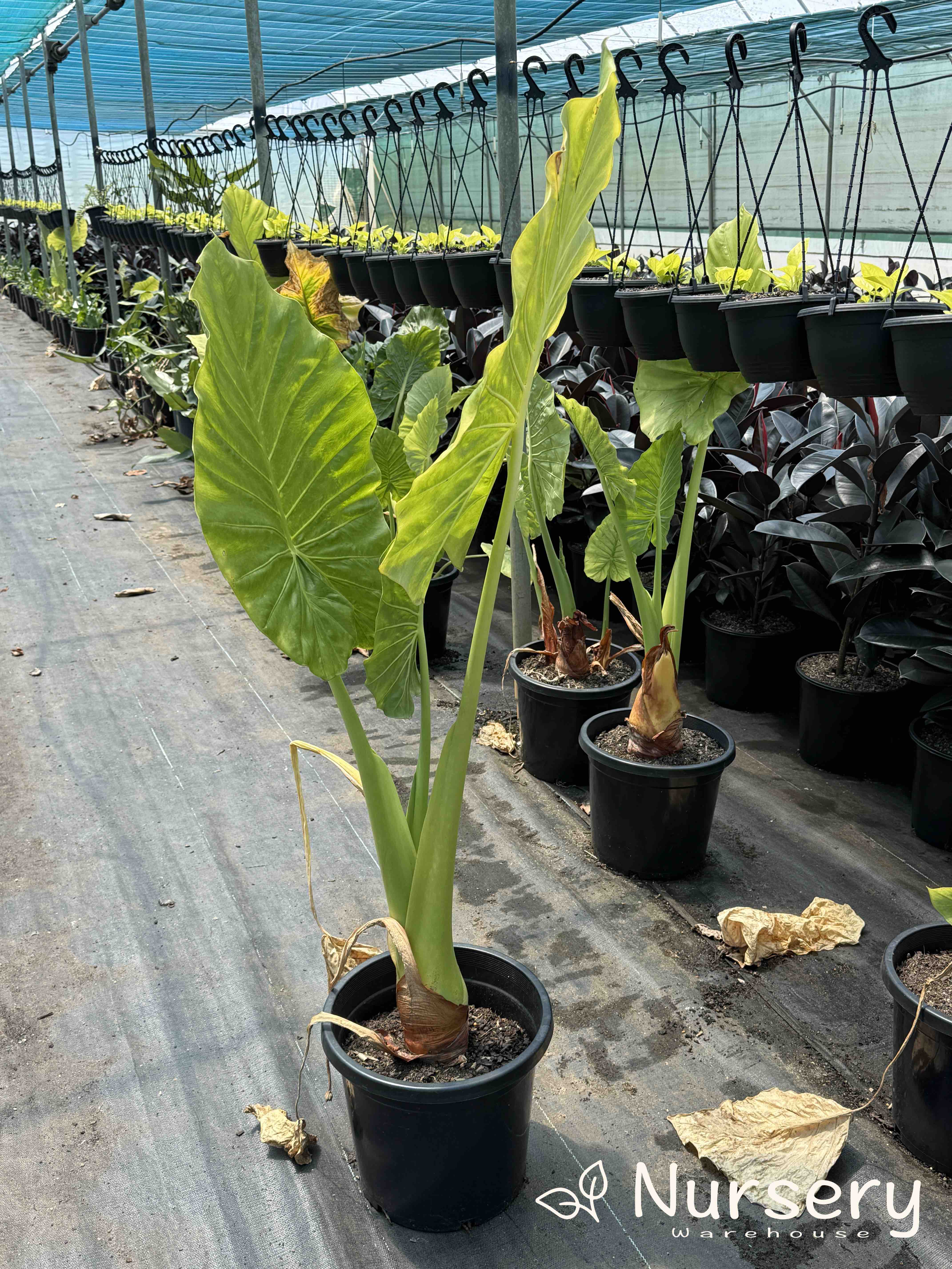 Alocasia Macrorrhizos (Giant Taro / Giant Elephant Ear - Undersized - End of Batch)