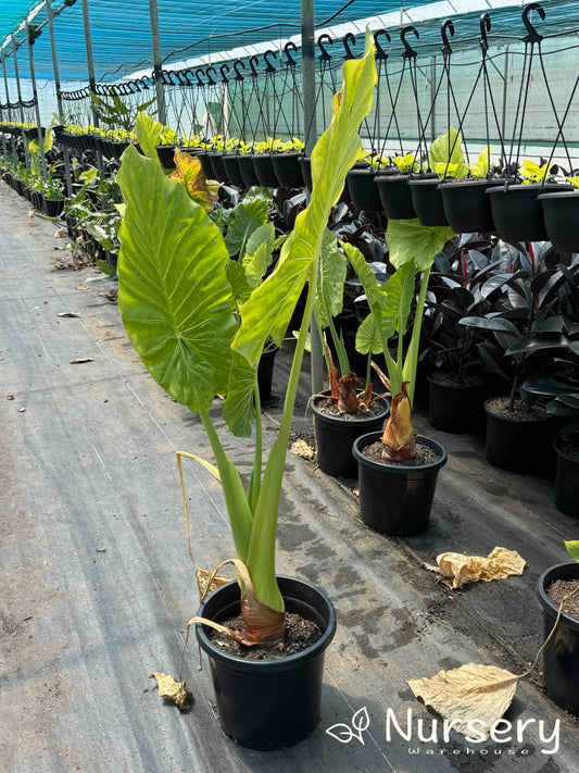 Alocasia Macrorrhizos (Giant Taro / Giant Elephant Ear - Undersized - End of Batch)