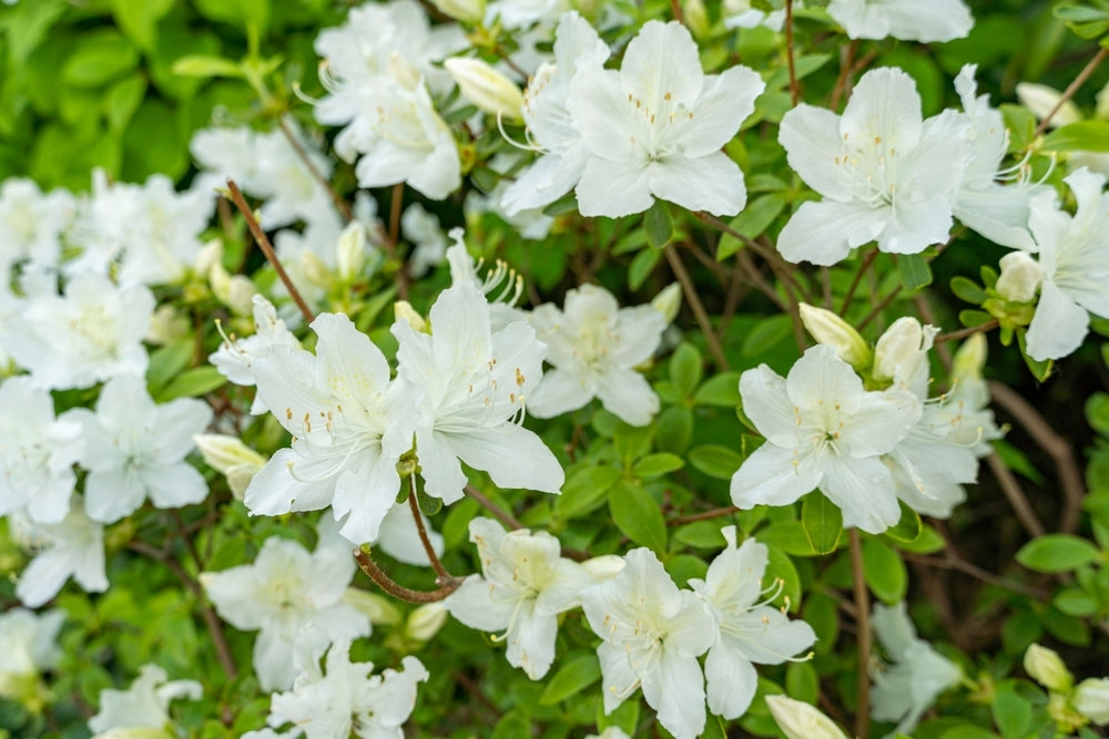Rhododendron indicum 'Alba Magnifica' (White Indica Azalea)