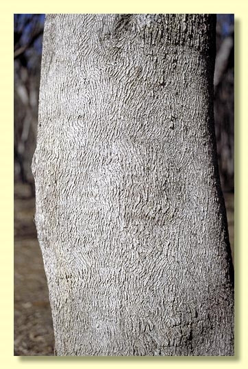 Eucalyptus albens (White Box)