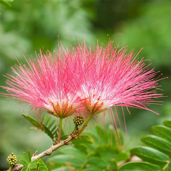 Pink Silk Tree – Stunning Tree with Fluffy Pink Flowers | Nursery ...