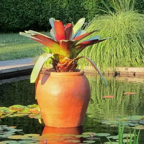 Alcantarea imperialis 'Rubra' (Bromeliad)