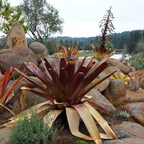 Alcantarea imperialis 'Rubra' (Bromeliad)