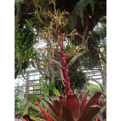 Alcantarea imperialis 'Rubra' (Bromeliad)