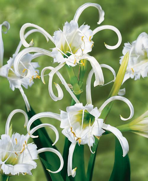 Hymenocallis fluitans (Spider Lily)