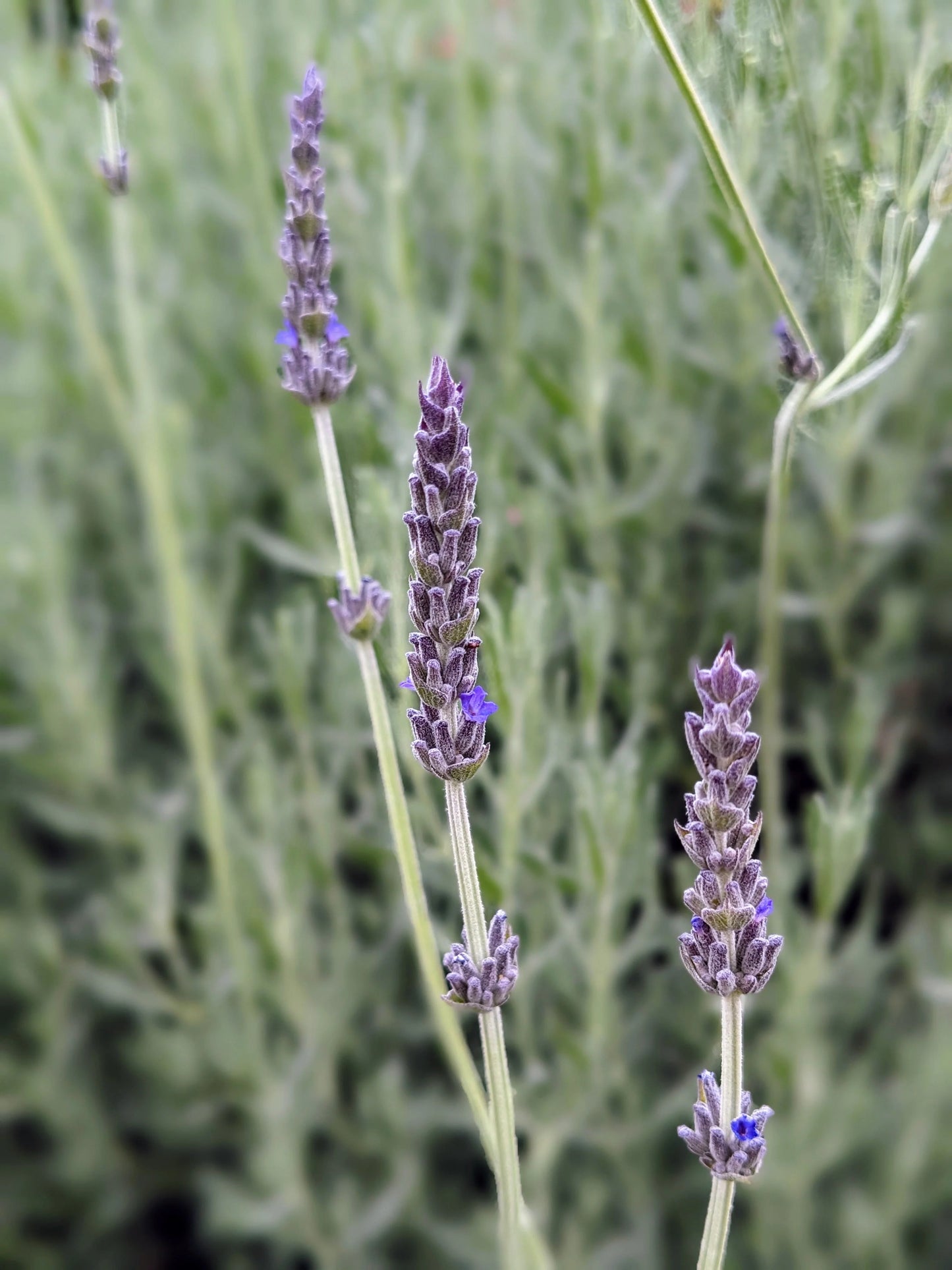 Lavandula Allardii (Allard's Lavender)